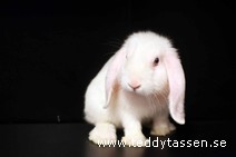 Teddytassens Långben (satin)